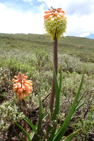 Kniphofia albomontana